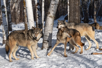 Wall Mural - Grey Wolf (Canis lupus) Pack Mills Around in Forest Winter