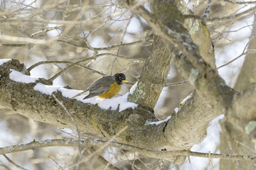 Wall Mural - American robin (Turdus migratorius) , birds that came from the south, looking for food in the snow in the park.