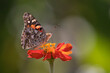 butterfly on flower painted lady 