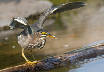 Wall Mural - green heron 