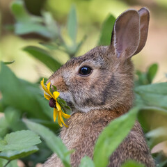 Wall Mural - rabbit in the grass flower