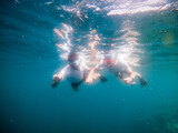 Fototapeta Łazienka - couple snorkeling in clear tropical sea