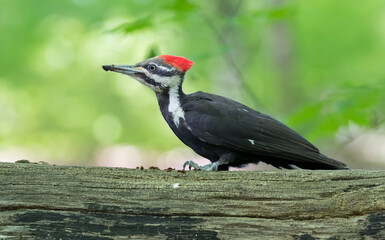 Wall Mural - Pileated woodpecker