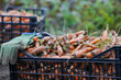Organic carrots harvest