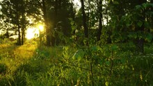 Sunset In Summer Forest, Timelapse 4k