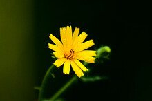 Yellow Wild Flower On A Dark Background Close-up.