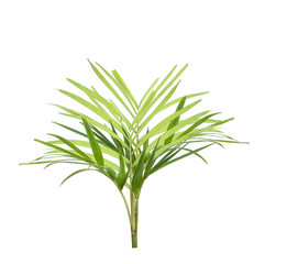 Wall Mural - Tropical green leaf of palm tree on transparent background png file