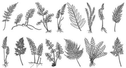 ferns outline set