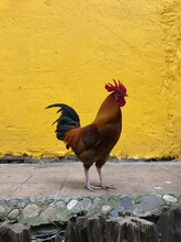 Rooster Standing Against A Yellow Vintage Wall