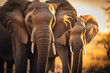 Elephants at savanna on sunset sky abstract background. Animal and nature environment concept. Generative ai