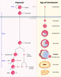 Diagram of oogenesis and follicle development. Cell division. Human reproductive system.