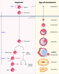 Wall Mural - Diagram of oogenesis and follicle development. Cell division. Human reproductive system.