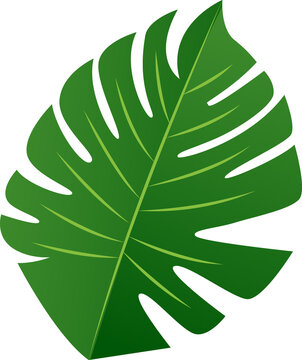 Fototapete - Monstera leaf