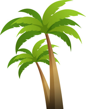 Fototapete - Coconut palm tree
