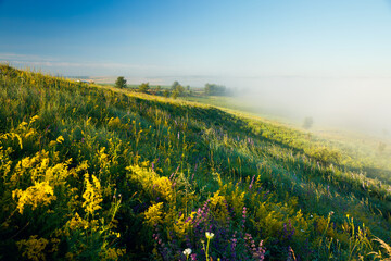 Affiche - Fantastic view of the fresh green pasture in the morning sunlight. Ukraine, Europe.