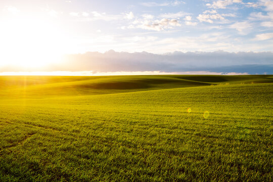 Wall Mural - Perfect view of farmland and green wavy fields. Ukrainian agrarian region, Europe.
