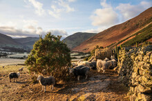 Beautiful Image Of Sheep Feeding In Early Morning Winter Sunrise Golden Hour Light In Lake District In English Countryside