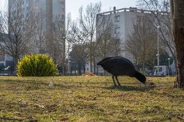 Wall Mural - Parc du Chemin de l'ïle , Nanterre (Hauts de Seine, France)