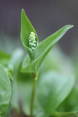 Wall Mural - May Lily, Maianthemum bifolium, wild poisonous plant from Finland