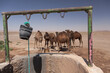 © Cavan Images - Group of camels drinking near a well in the desert of Sahara, Morocco, north africa