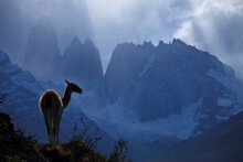 A Wild Guanaco (lama Guanicoe)  In Front Of The Towers In Torres Del Paine National Park.