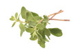 Majoram plant (Origanum Majorana) with small leaves closed up isolated on white.