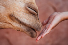 Camel Kissing Hand
