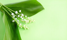 A Beautiful Lily Of The Valley Flowers Against A Green Background. Blossoming Branch. Spring Still Life. Place For Text. Concept Of Spring Or Mom Day
