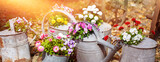 Fototapeta Kwiaty - composition of colorful pansies in an old watering can and bucket, summer sunny garden. Summer season concept. beautiful nature with watering can and pansies in the sun