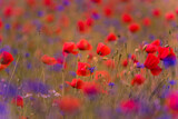 Fototapeta  - Meadow with beautiful bright red poppy flowers
