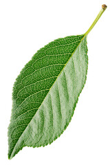 Sticker - Cherry green leaf isolated on transparent background