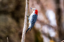 Red-bellied Woodpecker On A Branch