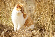 Ginger White Cat Sits In Sunny Dry Grass