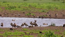A Waterhole With Lots Of Egyptian Geese