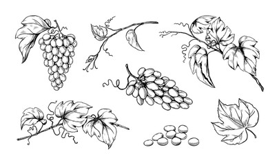 Wall Mural - Ink grape with seeds, engraving vineyard. Hand drawing or sketch for vintage wine label, grunge fruit art, berry with leaves on branches. Decorative elements for design. Vector illustration