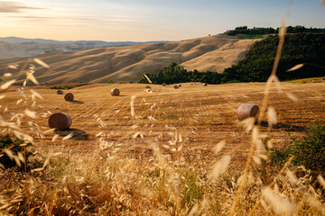 Wall Mural - beautiful summer day on meadows in Tuscany