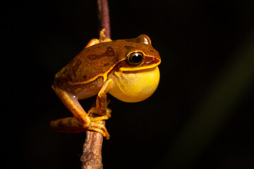 Wall Mural - red eyed tree frog on leaf