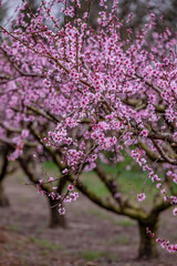 flower, pink, nature, flowers, spring, blossom, plant, flora, beauty, bloom, garden, purple, closeup, tree, petal, cherry, summer, orchid, floral, macro, close-up, branch, blooming, white, beautiful