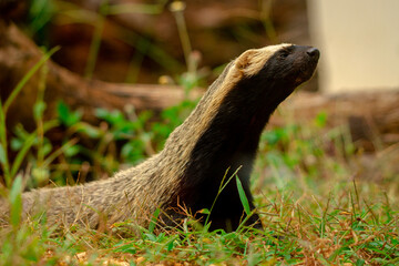 Canvas Print - ferret on the grass