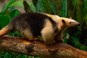 Poster - ant eater on the tree