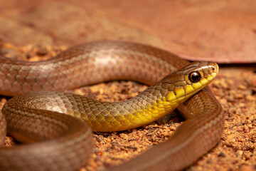 Canvas Print - snake on the ground