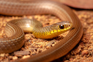 Canvas Print - close up of a snake