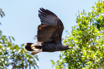 Canvas Print - hawk in flight