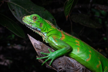 Canvas Print - iguana on a tree