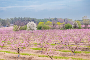 tree, landscape, nature, sky, field, spring, grass, trees, flower, blue, agriculture, blossom, flowers, rural, purple, countryside, bloom, summer, meadow, pink, lavender, farm, orchard, season, garden