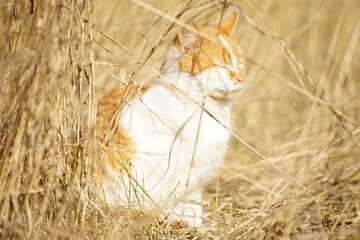 Wall Mural - Ginger white cat with closed eyes rest in tall sunny dry grass