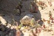 Seagull egg in between sand and succulents