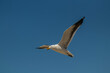 Seagull in flight isolated in a blue sky 