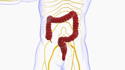 Wall Mural - 3D Illustration Human Digestive System Anatomy (Large Intestine)