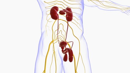 Wall Mural - Male Reproductive System Anatomy For Medical Concept 3D Rendering